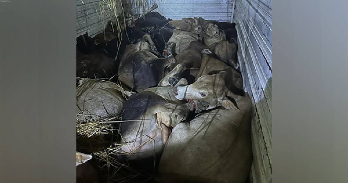 Assam Police foil smuggling bid, rescue 24 cattle heads